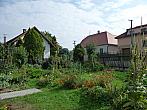 Třibřichy